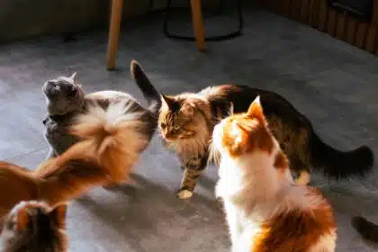 Pawtounes - Chats - Chatons - Animaux - Mignons - Marrants : Découvrez les meilleures races de chat : guide complet 2024