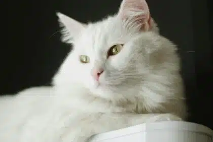 Pawtounes - Chats - Chatons - Animaux - Mignons - Marrants : Guide ultime pour tout savoir sur le chat Angora