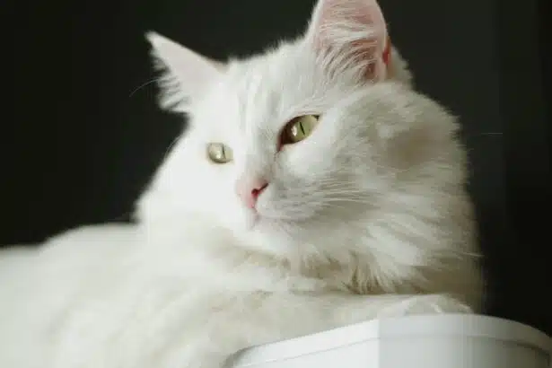 Pawtounes - Chats - Chatons - Animaux - Mignons - Marrants : Guide ultime pour tout savoir sur le chat Angora