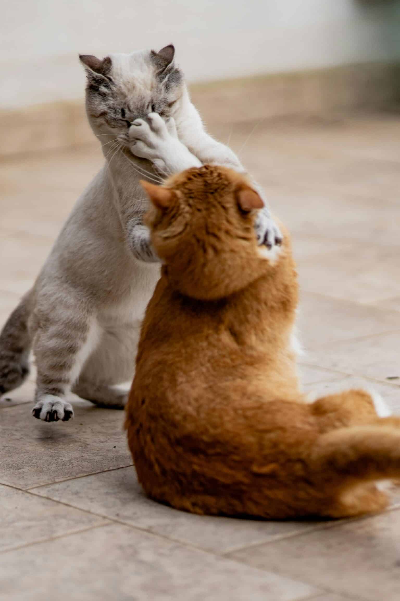 Pawtounes - Chats - Chatons - Animaux - Mignons - Marrants : How to handle an attacking cat : Advice for owners