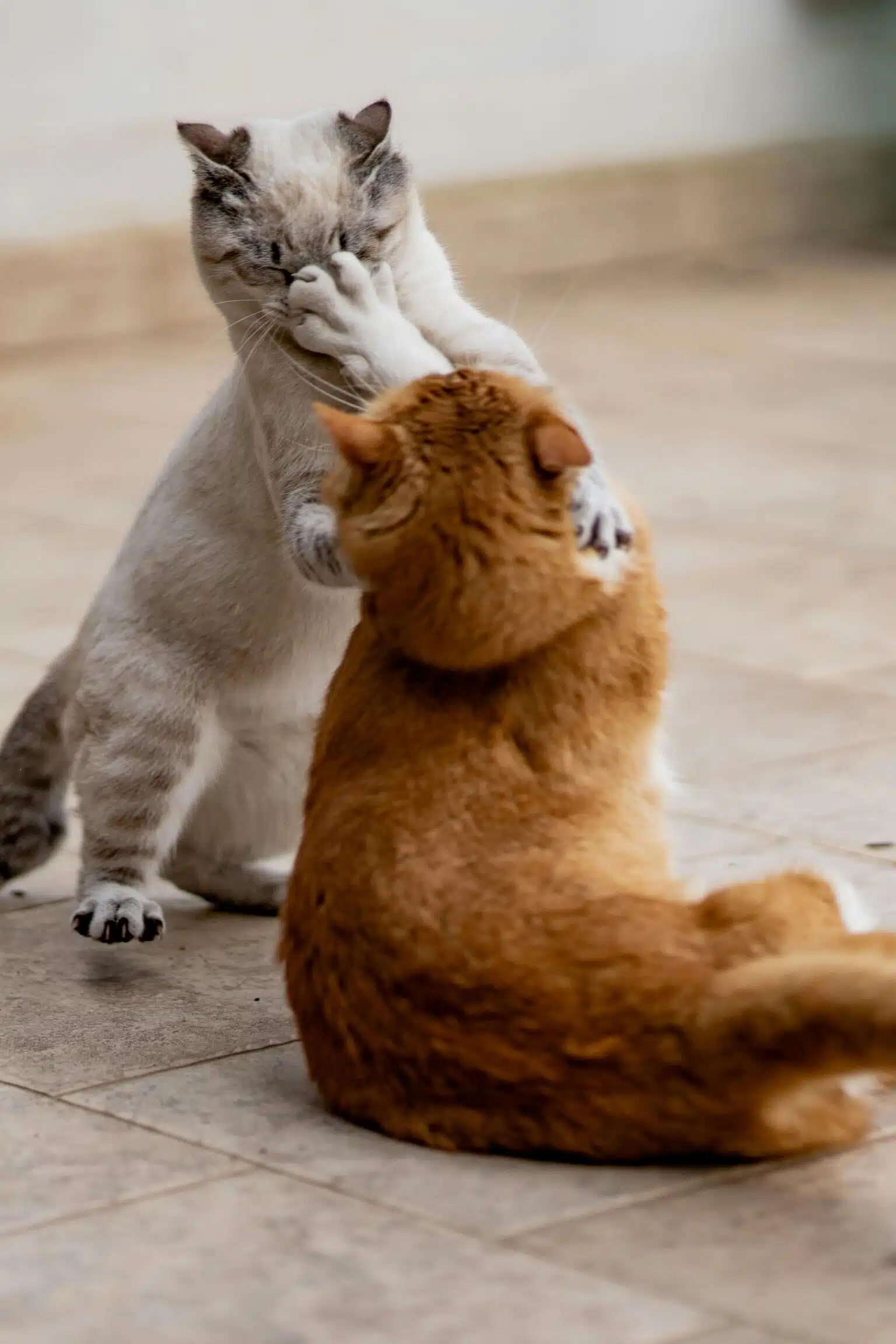 Pawtounes - Chats - Chatons - Animaux - Mignons - Marrants : Comment gérer un chat attaquant : Conseils pour propriétaires