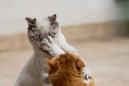 Pawtounes - Chats - Chatons - Animaux - Mignons - Marrants : Comment gérer un chat attaquant : Conseils pour propriétaires