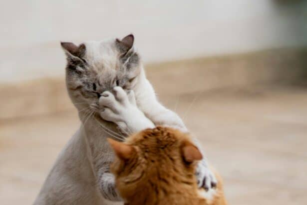 Pawtounes - Chats - Chatons - Animaux - Mignons - Marrants : Comment gérer un chat attaquant : Conseils pour propriétaires