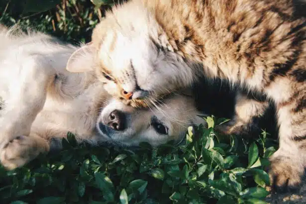 Pawtounes - Chats - Chatons - Animaux - Mignons - Marrants : Cat or dog: which should you choose for your home?
