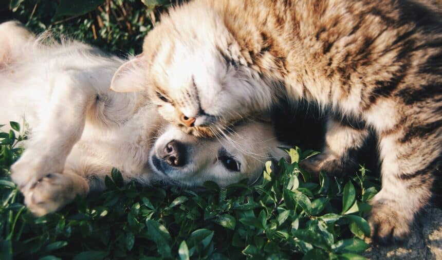 Un chien couché dans l’herbe reçoit une tendre caresse frontale d’un chat tigré, illustrant une belle amitié animale.