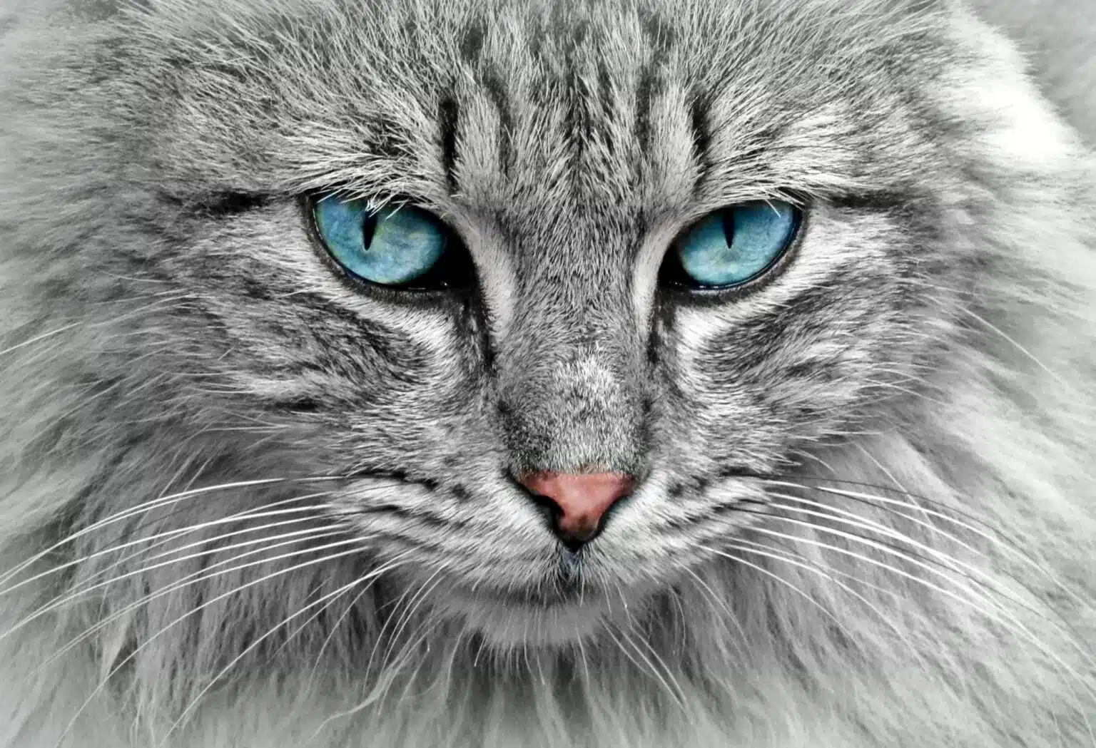 Pawtounes - Chats - Chatons - Animaux - Mignons - Marrants : A complete guide to the Siberian cat