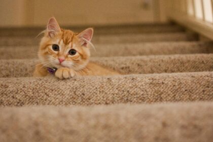 Pawtounes - Chats - Chatons - Animaux - Mignons - Marrants : Complete guide to ginger cat behavior