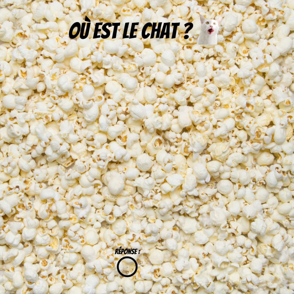 Pawtounes - Chats - Chatons - Animaux - Mignons - Marrants : Où est le chat ? Un chat mystère parmi les popcorns ! 🍿🐱