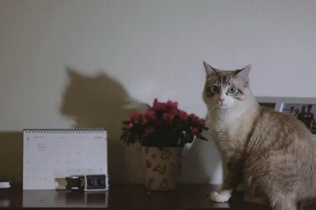 Pawtounes - Chats - Chatons - Animaux - Mignons - Marrants : How to calculate a cat's age: a simple, reliable method