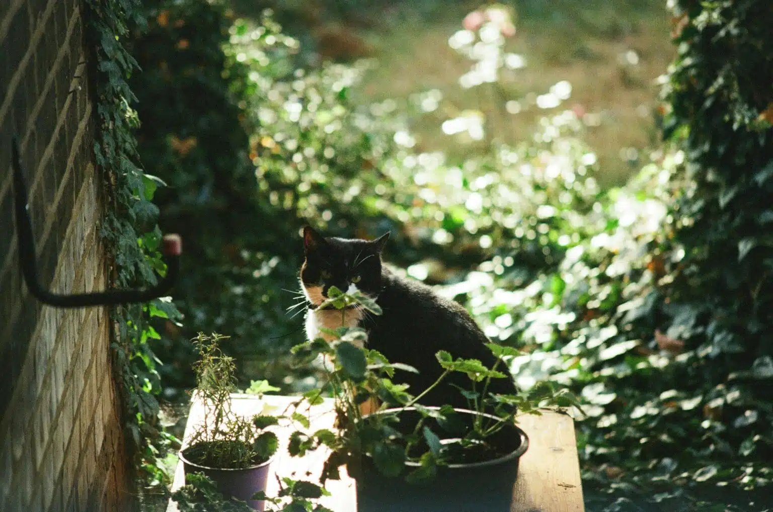 Pawtounes - Chats - Chatons - Animaux - Mignons - Marrants : Comment éloigner des chats efficacement : astuces naturelles