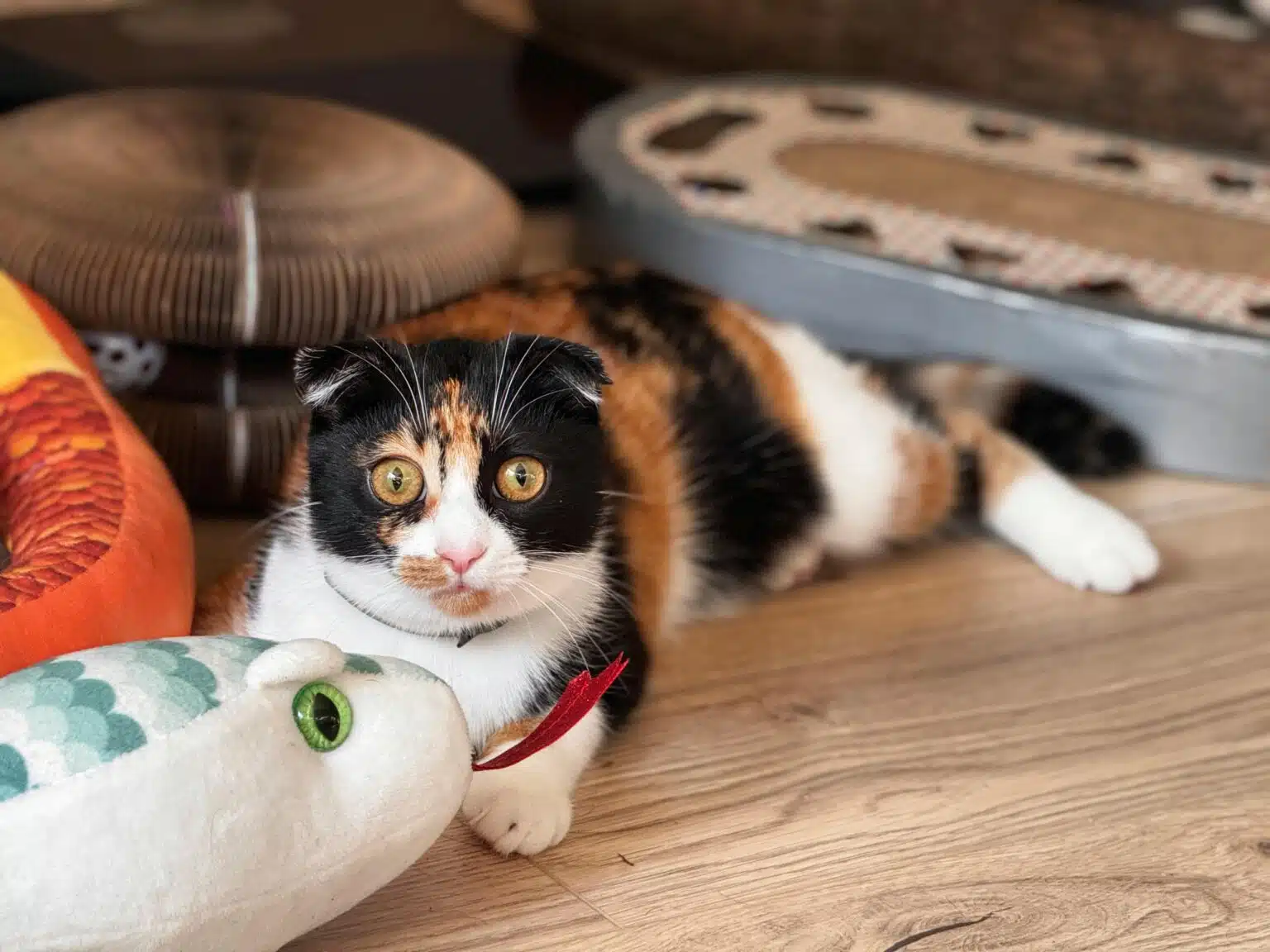Pawtounes - Chats - Chatons - Animaux - Mignons - Marrants : Why cats are afraid of cucumbers: The mystery revealed
