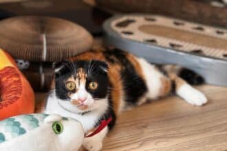 Pawtounes - Chats - Chatons - Animaux - Mignons - Marrants : Pourquoi les chats ont peur des concombres : Le mystère révélé