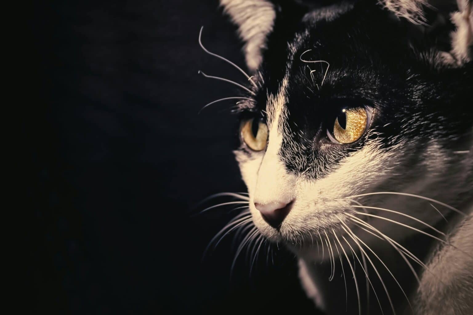 Pawtounes - Chats - Chatons - Animaux - Mignons - Marrants : How cats see: discover their amazing vision