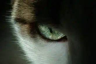Pawtounes - Chats - Chatons - Animaux - Mignons - Marrants : Comment voient les chats : découvrez leur vision étonnante !