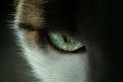 Pawtounes - Chats - Chatons - Animaux - Mignons - Marrants : Comment voient les chats : découvrez leur vision étonnante !