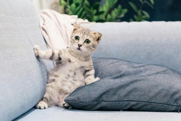 Pawtounes - Chats - Chatons - Animaux - Mignons - Marrants : Comment éloigner efficacement les chats envahissants ?