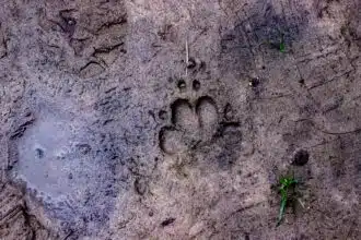 Pawtounes - Chats - Chatons - Animaux - Mignons - Marrants : Why cats press with their paws: the secret revealed