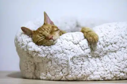 Pawtounes - Chats - Chatons - Animaux - Mignons - Marrants : Pourquoi les chats dorment autant : 5 raisons surprenantes