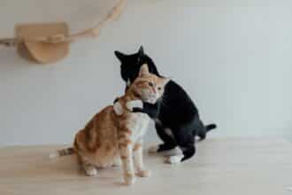 Pawtounes - Chats - Chatons - Animaux - Mignons - Marrants : Pourquoi les Chats se Mordent-ils le Cou Entre Eux ?