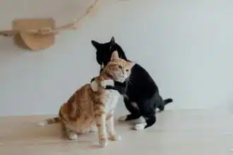 Pawtounes - Chats - Chatons - Animaux - Mignons - Marrants : Why do cats bite each other's necks?