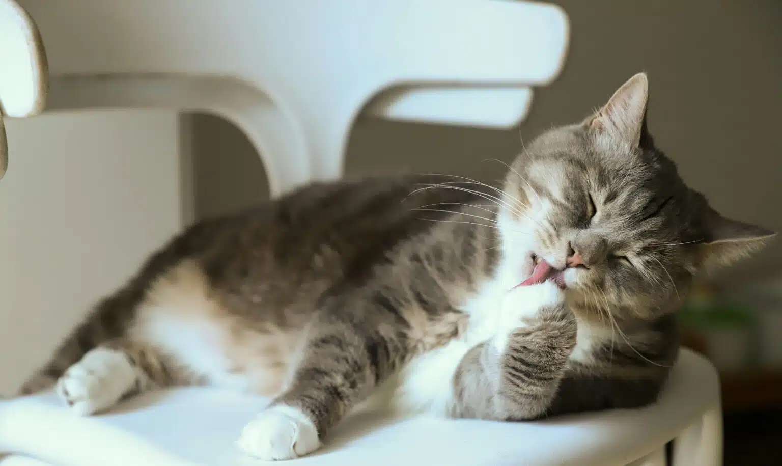 Pawtounes - Chats - Chatons - Animaux - Mignons - Marrants : Why cats wash their behinds when you pet them
