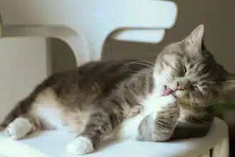 Pawtounes - Chats - Chatons - Animaux - Mignons - Marrants : Why cats wash their behinds when you pet them