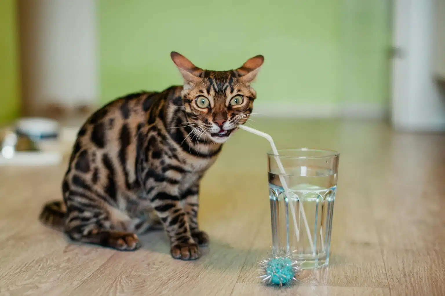 Pawtounes - Chats - Chatons - Animaux - Mignons - Marrants : Why cats don't like water: the truth revealed!