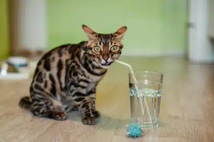 Pawtounes - Chats - Chatons - Animaux - Mignons - Marrants : Pourquoi les chats n'aiment pas l'eau : la vérité dévoilée !