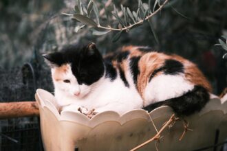 Pawtounes - Chats - Chatons - Animaux - Mignons - Marrants : Why cats love olives: the secret revealed!