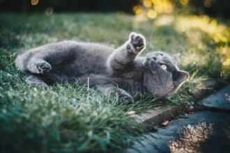 Pawtounes - Chats - Chatons - Animaux - Mignons - Marrants : Pourquoi les chats jouent-ils avec leur queue : 5 raisons
