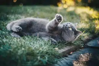 Pawtounes - Chats - Chatons - Animaux - Mignons - Marrants : Why cats play with their tails: 5 reasons