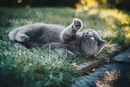 Pawtounes - Chats - Chatons - Animaux - Mignons - Marrants : Pourquoi les chats jouent-ils avec leur queue : 5 raisons