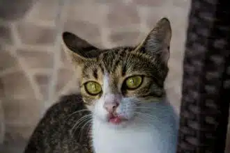 Pawtounes - Chats - Chatons - Animaux - Mignons - Marrants : Pourquoi les Chats Bavent : 5 Raisons à Connaître Absolument