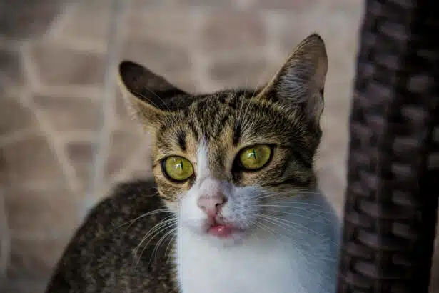 Pawtounes - Chats - Chatons - Animaux - Mignons - Marrants : Pourquoi les Chats Bavent : 5 Raisons à Connaître Absolument