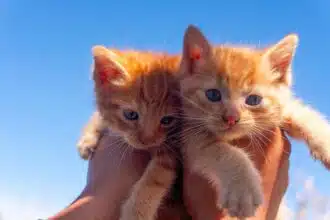 Pawtounes - Chats - Chatons - Animaux - Mignons - Marrants : Pourquoi les Chats Sentent Bon : Le Secret Enfin Dévoilé !
