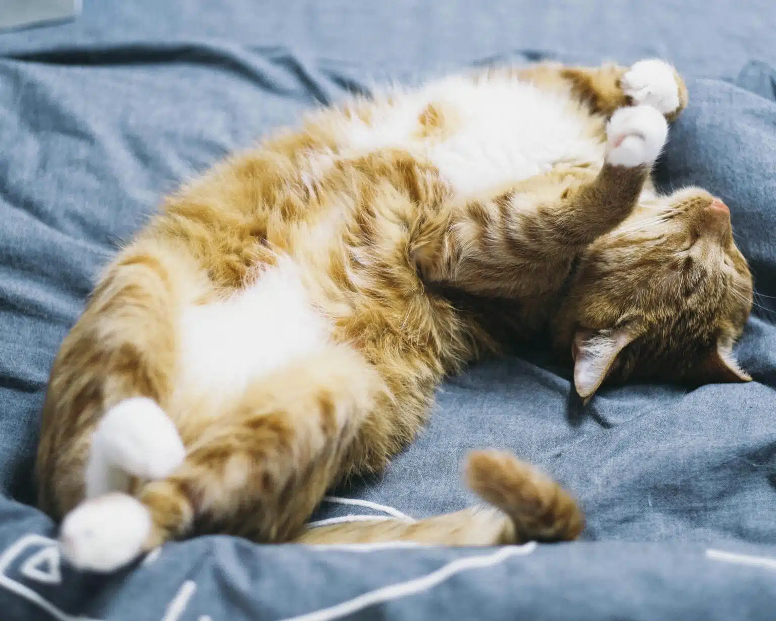 Pawtounes - Chats - Chatons - Animaux - Mignons - Marrants : Why cats sleep a lot: 5 surprising reasons
