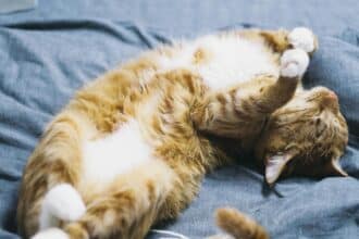Pawtounes - Chats - Chatons - Animaux - Mignons - Marrants : Pourquoi les chats dorment beaucoup : 5 raisons étonnantes