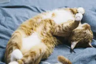 Pawtounes - Chats - Chatons - Animaux - Mignons - Marrants : Pourquoi les chats dorment beaucoup : 5 raisons étonnantes