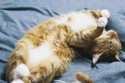 Pawtounes - Chats - Chatons - Animaux - Mignons - Marrants : Pourquoi les chats dorment beaucoup : 5 raisons étonnantes