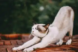 Pawtounes - Chats - Chatons - Animaux - Mignons - Marrants : Pourquoi les chats lèvent leur derrière : la vérité dévoilée