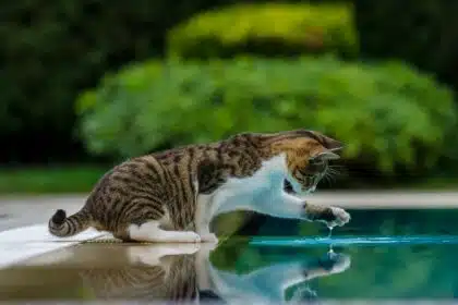 Pawtounes - Chats - Chatons - Animaux - Mignons - Marrants : Pourquoi les chats n'aiment pas l'eau : le secret dévoilé !