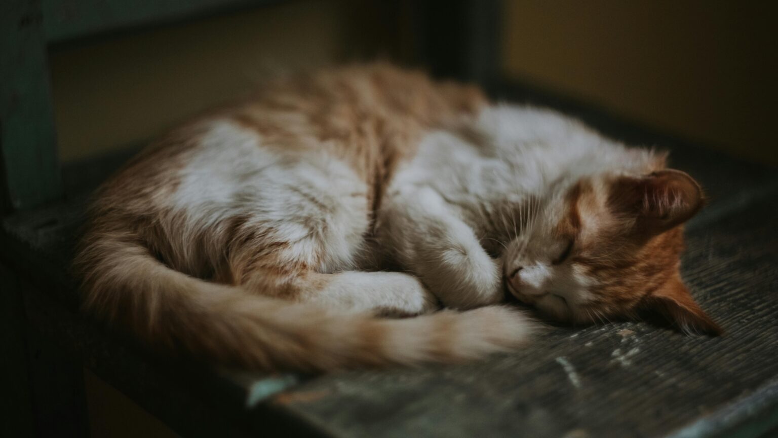 Pawtounes - Chats - Chatons - Animaux - Mignons - Marrants : Pourquoi les chats vomissent : causes et solutions efficaces