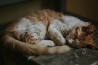 Pawtounes - Chats - Chatons - Animaux - Mignons - Marrants : Pourquoi les chats vomissent : causes et solutions efficaces