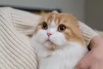 Pawtounes - Chats - Chatons - Animaux - Mignons - Marrants : Pourquoi les chats malaxent : découvrez ce que ça signifie !