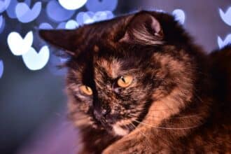 Pawtounes - Chats - Chatons - Animaux - Mignons - Marrants : Why do they say cats have 9 lives: truth or myth?