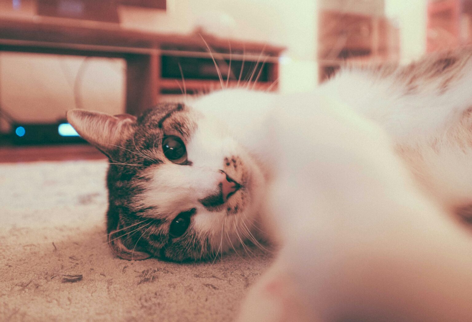 Pawtounes - Chats - Chatons - Animaux - Mignons - Marrants : Pourquoi les chats patounent : découvrez ce que ça signifie