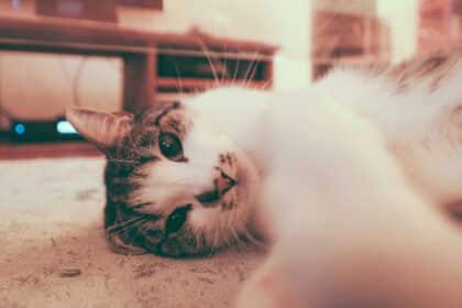 Pawtounes - Chats - Chatons - Animaux - Mignons - Marrants : Why cats paw: find out what it means