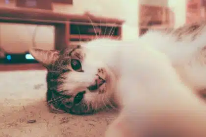 Pawtounes - Chats - Chatons - Animaux - Mignons - Marrants : Pourquoi les chats patounent : découvrez ce que ça signifie