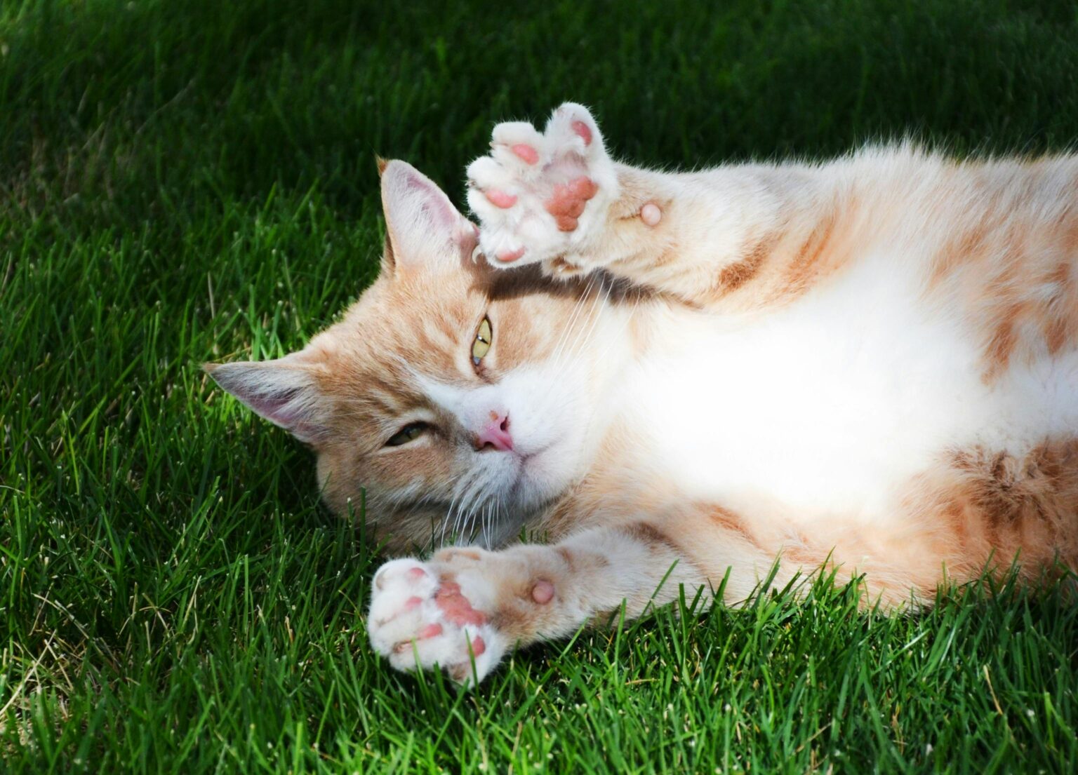 Pawtounes - Chats - Chatons - Animaux - Mignons - Marrants : Pourquoi les Chats Patounent : Découvrez Leur Secret Adorable