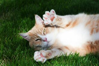 Pawtounes - Chats - Chatons - Animaux - Mignons - Marrants : Pourquoi les Chats Patounent : Découvrez Leur Secret Adorable
